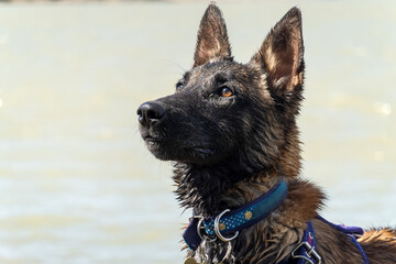 Adorable Young Belgian Shepherd Dog by the Water Looking Upward with Anticipation