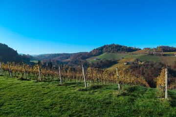 Obraz premium Golden vineyards stretch across hillside in Ratsch an der Weinstrasse, Styria, Austria. Rows of vines display autumn colors against backdrop of rolling hills and forests. Scenic beauty of wine region