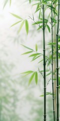 Off-white background with bamboo leaves in hazy tone. Light bamboo background under light haze.