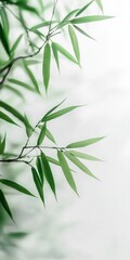 Fototapeta premium Off-white background with bamboo leaves in hazy tone. Light bamboo background under light haze.