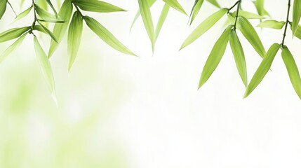 Fototapeta premium This image showcases a serene arrangement of green bamboo leaves against a soft, blurred background, evoking a sense of calmness and nature.