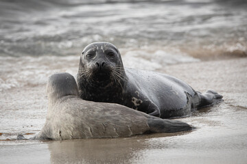 Sea Lions Seals La Jolla Beach