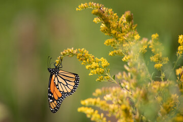 Butterfly Wildflowers Insects Pollinators