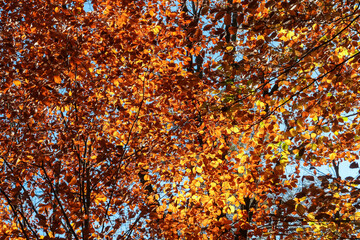Golden leaves adorn the branches of trees, reaching for the clear blue sky above. Vibrant display of autumn foliage captures the essence of the season in Ratsch an der Weinstrasse, Styria, Austria