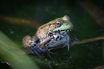 Frog Large Frogs Pond Nature