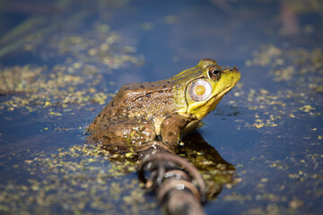 Frog Large Frogs Pond Nature
