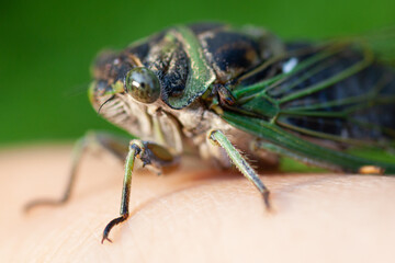 Cicadas Bugs Insects Cicada