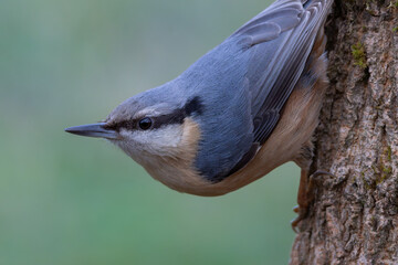 The nuthatch climbs down a tree.