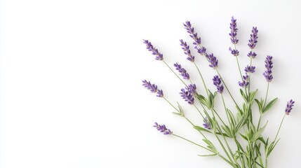 A delicate bunch of lavender flowers arranged elegantly on a white surface, creating a serene and calming atmosphere.