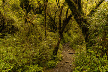 Obraz premium Enchanted forest with beautiful trees and waterfalls