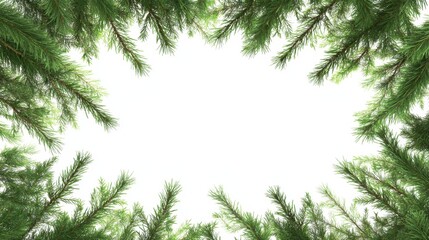 Obraz premium A lush frame of evergreen branches, creating a natural border against a bright white background, perfect for seasonal themes.