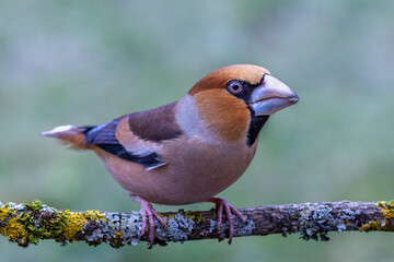 Fototapeta premium Male Hawfinch perched on a tree branch covered with lichen