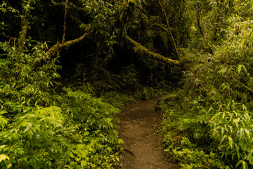 Enchanted forest with beautiful trees and waterfalls