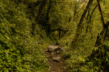 Enchanted forest with beautiful trees and waterfalls