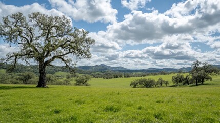 Obraz premium A majestic oak tree stands alone in a lush green meadow under a bright blue sky with fluffy clouds.