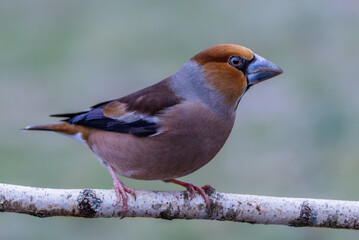 Male Hawfinch sits on a birch branch