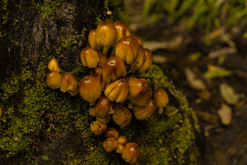 mushrooms on a tree