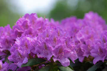 Azalea japonica blue jay purple white spotted bunch of flowers in bloom, beautiful flowering plant...