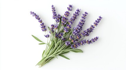 Fototapeta premium A vibrant bouquet of fresh purple lavender flowers on a clean white background, showcasing nature's beauty.