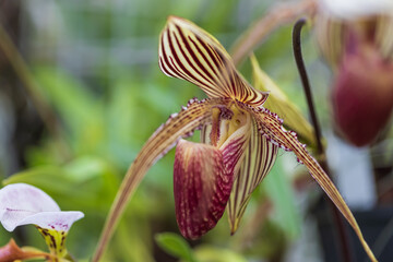 Rare Orchid flowers. Colorful Orchid flowers