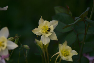 yellow daffodils in the garden