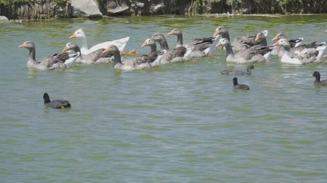 bandada de gansos nadando en fila en laguna de Punta Mogotes Mar del Plata