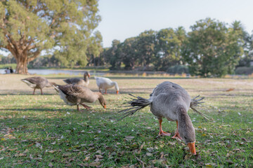 Ducks view at Centennial Park