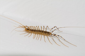 Brown centipede close-up