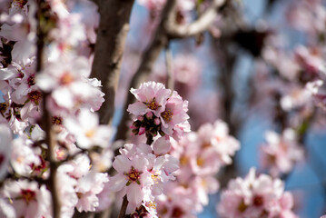 Beautiful almond blossoms