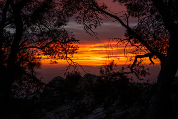 Fototapeta premium Beautiful sunset in the forest