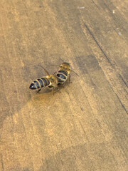 Two honey bees on a wooden hive entrance, engaging in social interaction. Vital pollinators for ecosystems and agriculture, supporting biodiversity and honey production.