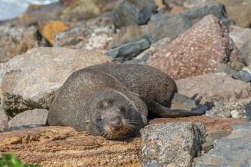Fototapeta premium Fur seal (sea lion) on rocks at shore