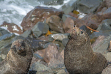 Naklejka premium Fur seal (sea lion) on rocks at shore