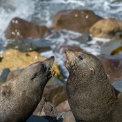 Naklejka premium Fur seal (sea lion) on rocks at shore