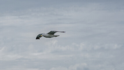 Seagull flying