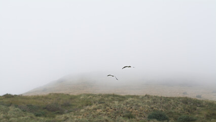 2 seagulls flying in fog