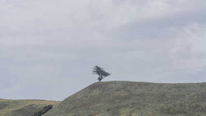 Fototapeta premium A single tree on a hill under cloudy overcast sky