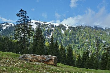 mountain pine landscape in the cold sunny spring