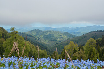 spring flowers in the fog clouds mountains