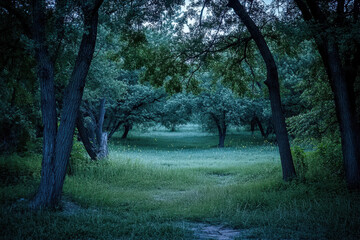 A serene forest scene at dusk, with tall trees framing a lush green meadow, creating an enchanting and peaceful atmosphere.