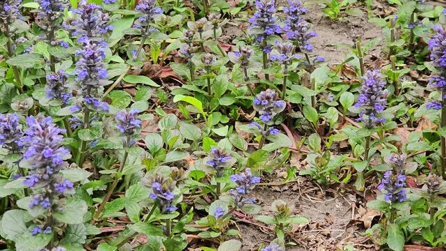 Creeping bugle, Latin Ajuga reptans, in the wind. It is used in folk medicine for asthma, as well as to speed up recovery.
