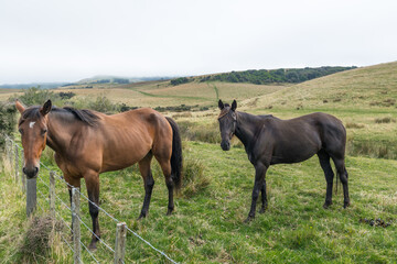 Obraz premium Horses