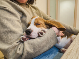 Unrecognizable woman holding cute sleeping puppy dog beagle at home indoor. Owner girl stroking...