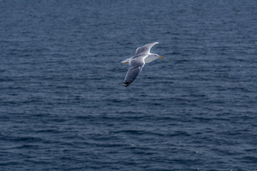 seagull in the sea
