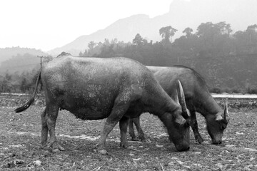 Naklejka premium Buffalo cow in Laos, black and white
