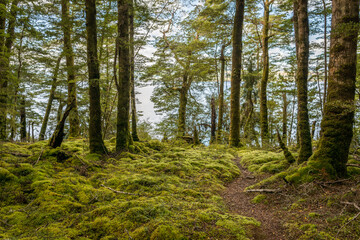 New Zealand jungle close to lake Te Anau
