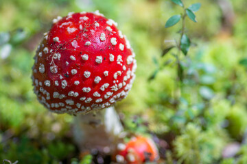 Fly agaric growing (Amanita muscaria) mushroom in nature