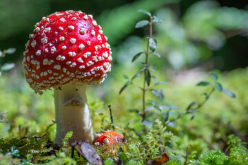 Fly agaric growing (Amanita muscaria)