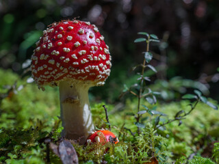 Fly agaric growing (Amanita muscaria)