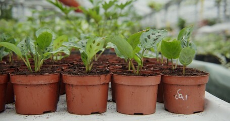 Greenhouse for growing indoor plants. Small pots with newly transplanted shoots in them stand in even rows